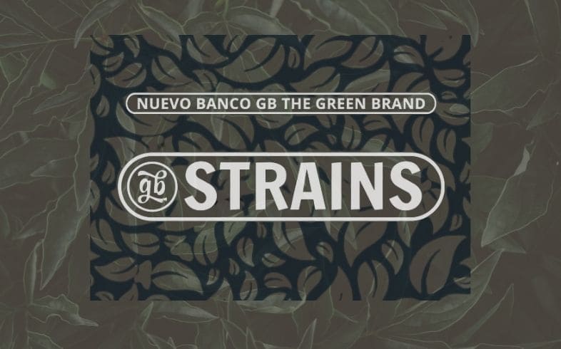 Diferencias entre GB Strains y GB Seeds