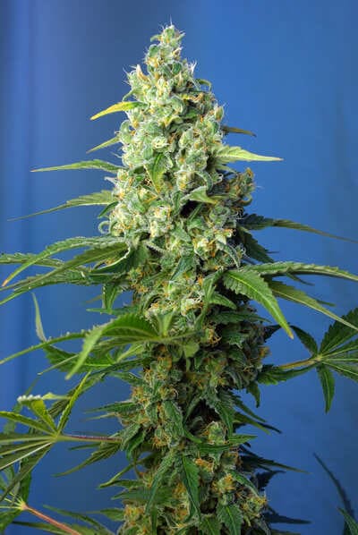 honey peach auto cbd