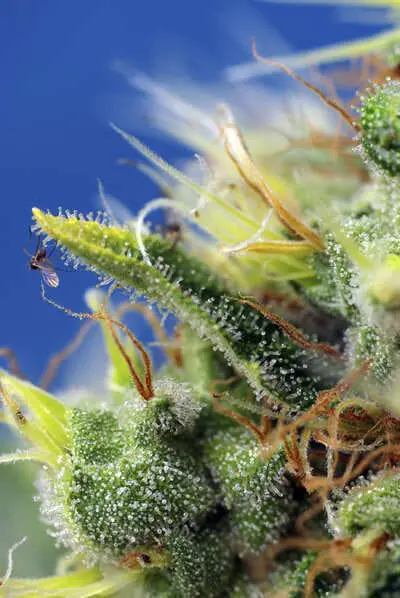 sweet pure auto cbd