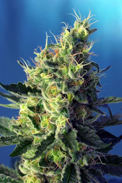 Las mejores variedades CBD de Sweet Seeds® | Cannabis para uso medicinal