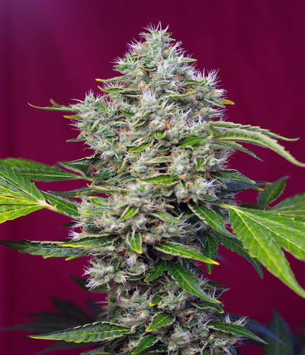 san fernando lemon kush