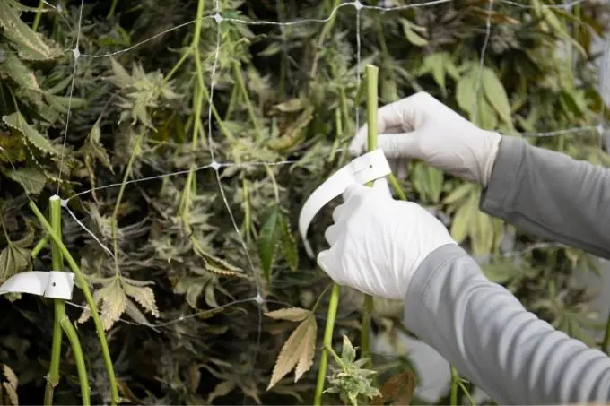Curar marihuana curado de marihuana