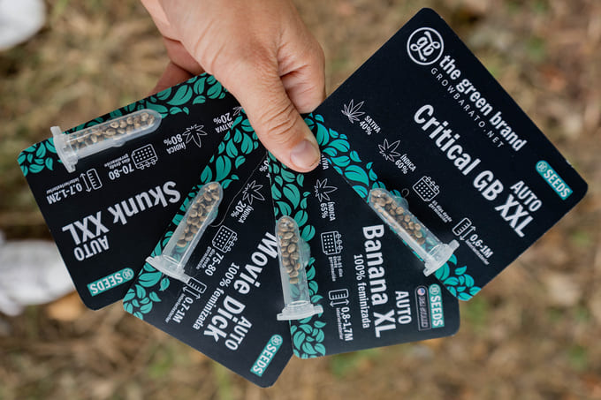 diferencias entre gb seeds y gb strains