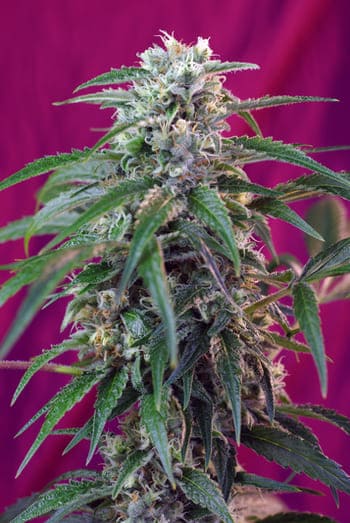 Green Poison Auto® (SWS30)