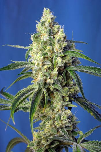 Green Poison CBD® (SWS70)