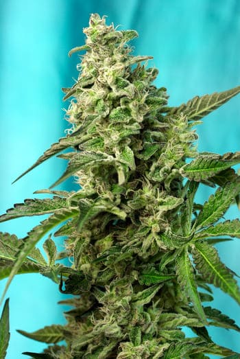 Green Poison F1 Fast Version