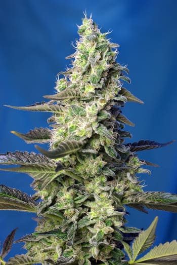 Green Poison XL Auto® (SWS71)