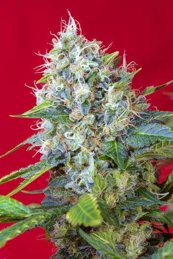 Noticias Cannábicas