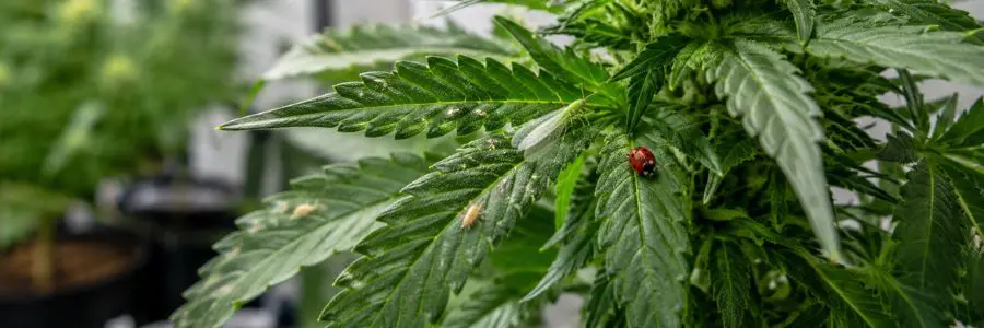 Lucha biológica contra plagas en marihuana