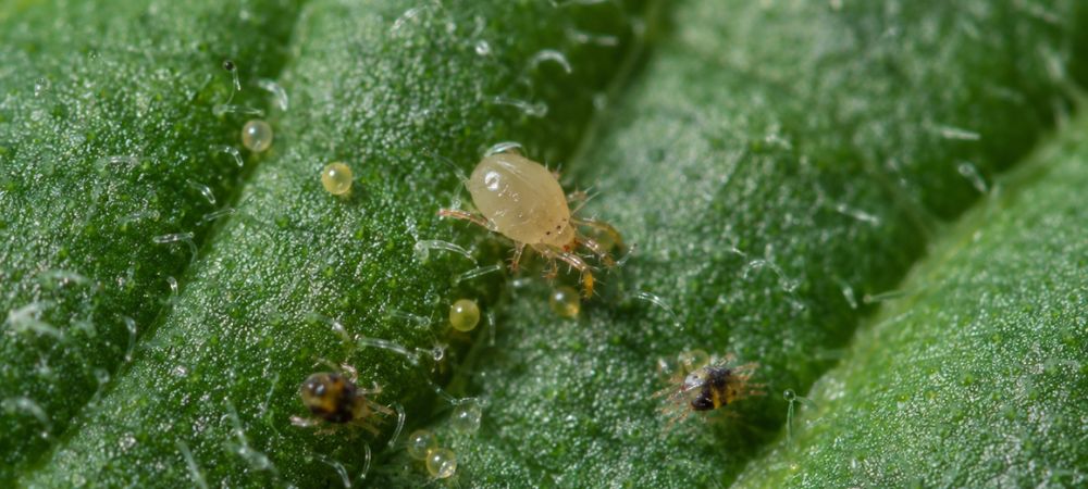 L'Amblyseis Californicus mostra la sua lotta biologica contro i parassiti della cannabis