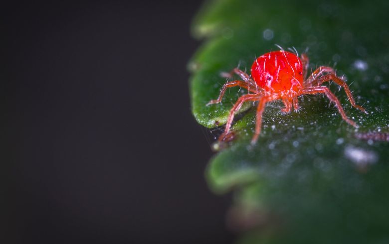 Como eliminar a aranha vermelha no cultivo de marijuana?