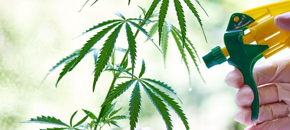 Cómo eliminar araña roja en marihuana