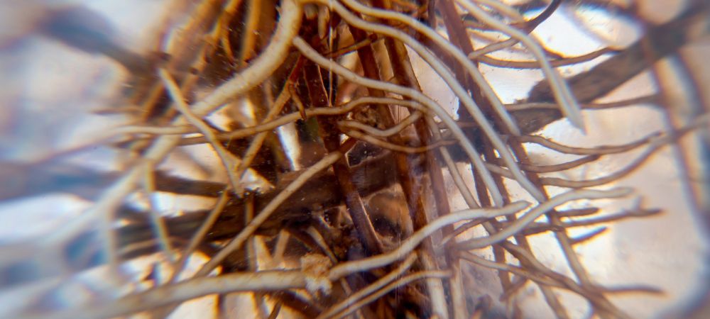 Cómo realizar un lavado de raíces