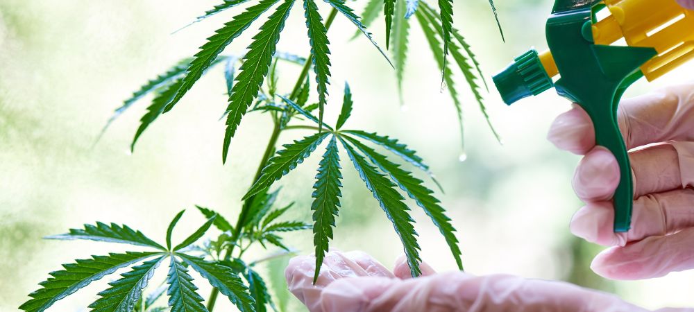 Cuándo pulverizar marihuana