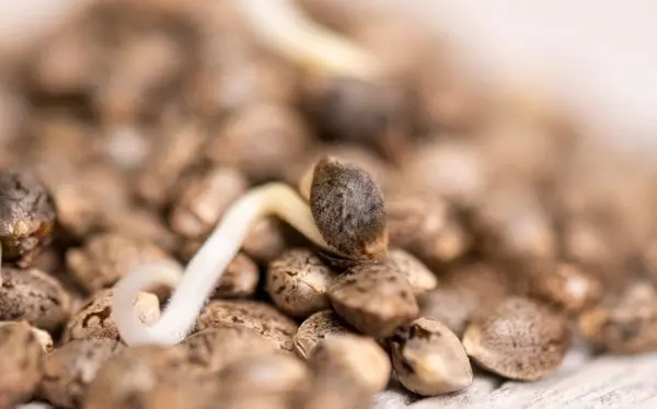 Cultivo de semillas fotodependientes cultivo de semillas