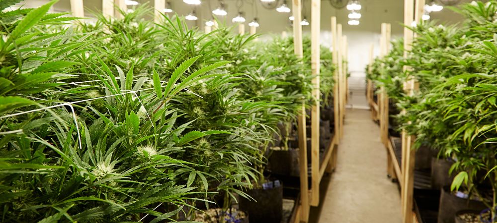 Hacer lavado de raíces