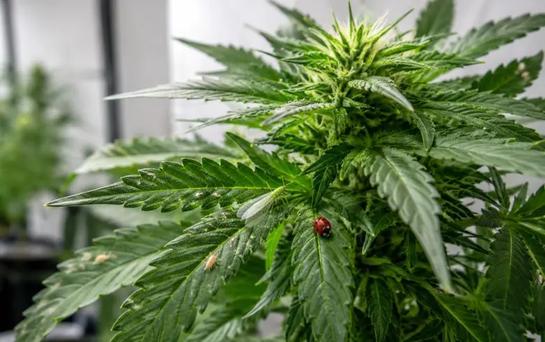 Lucha biológica contra plagas en marihuana