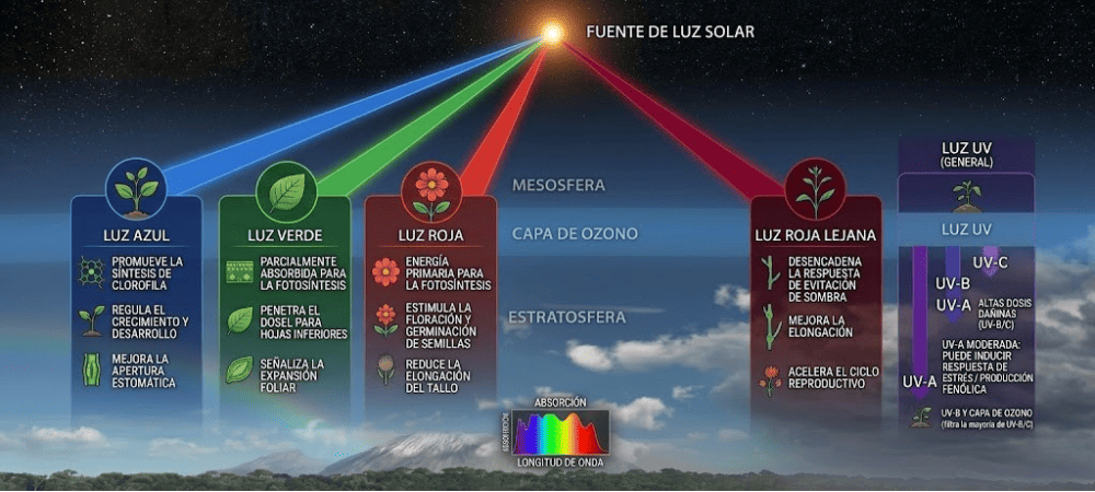 Infografía del espectro lumínico y los efectos de la radiación lumínica sobre las plantas según cada tipo de luz solar y ultravioleta.