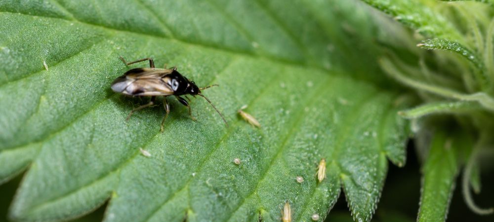 L'Orius Laevigatus mostra la sua lotta biologica contro i parassiti della cannabis