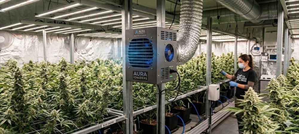 ozonizador funcionando en cultivo de cannabis profesional
