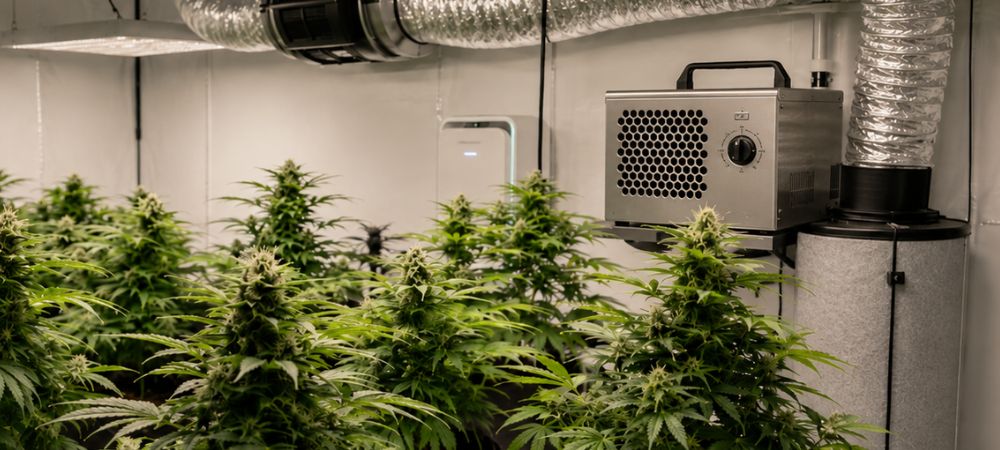 Sistema di ozonizzazione collegato al sistema di estrazione in una coltivazione indoor
