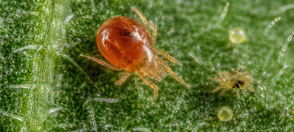 Il Phytoseiulus permisilis in azione nella lotta biologica contro i parassiti della cannabis
