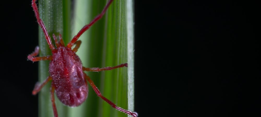 Prevenir araña roja en marihuana