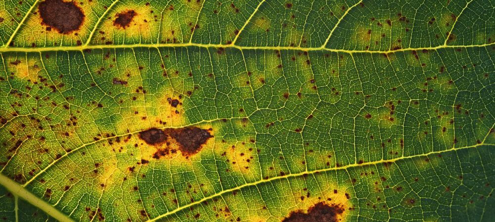 Síntomas araña roja