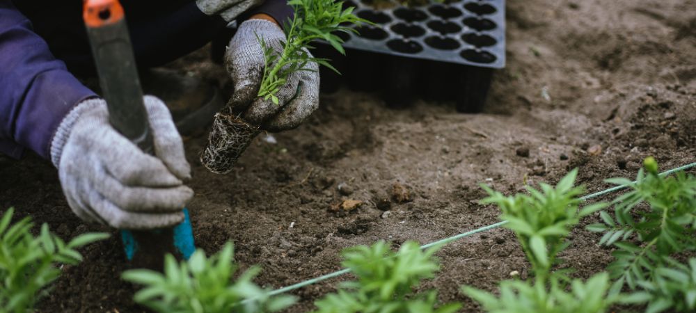 Problemi nella radicazione delle talee di marijuana
