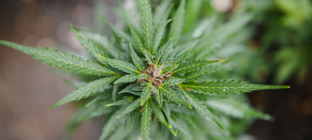 Faire pousser du cannabis à la lumière du jour