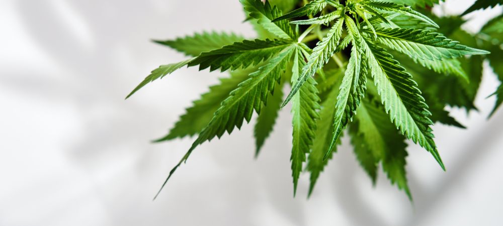 Faire pousser du cannabis à la lumière du jour