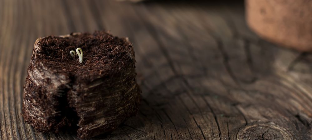 Cómo germinar semillas de cannabis