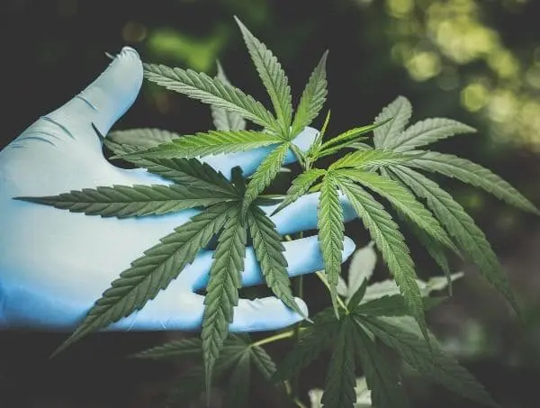 cannabis sustainability