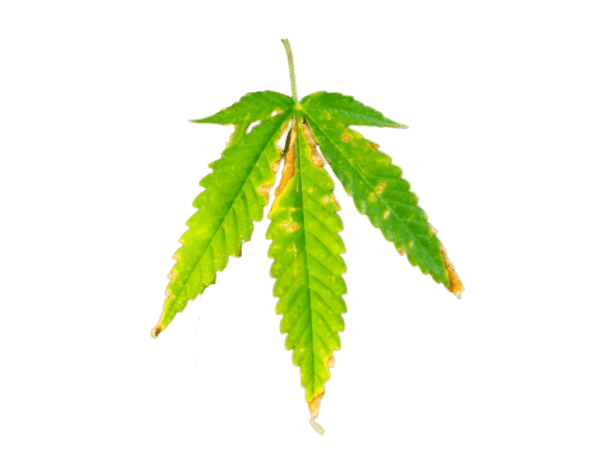 pythium cannabis