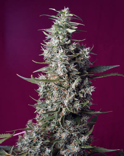 Sweet Cherry Pie (SWS92)