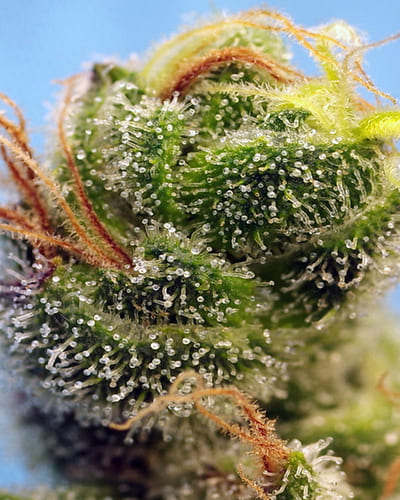 Noticias Cannábicas