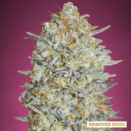 les meilleures graines de cannabis