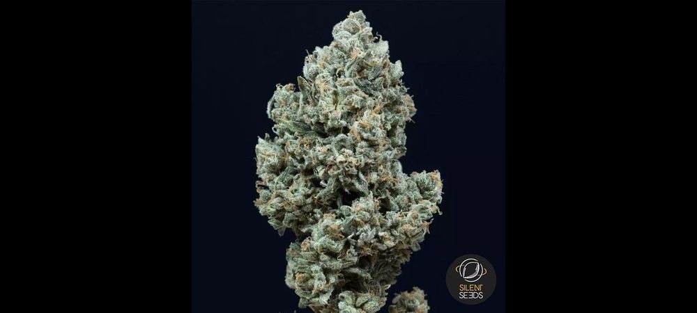 Critical 2 Auto