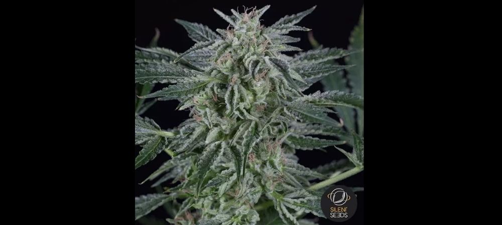 Critical Jack