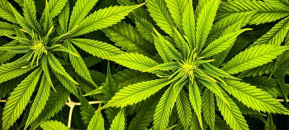 Cultivazione ecologica marijuana
