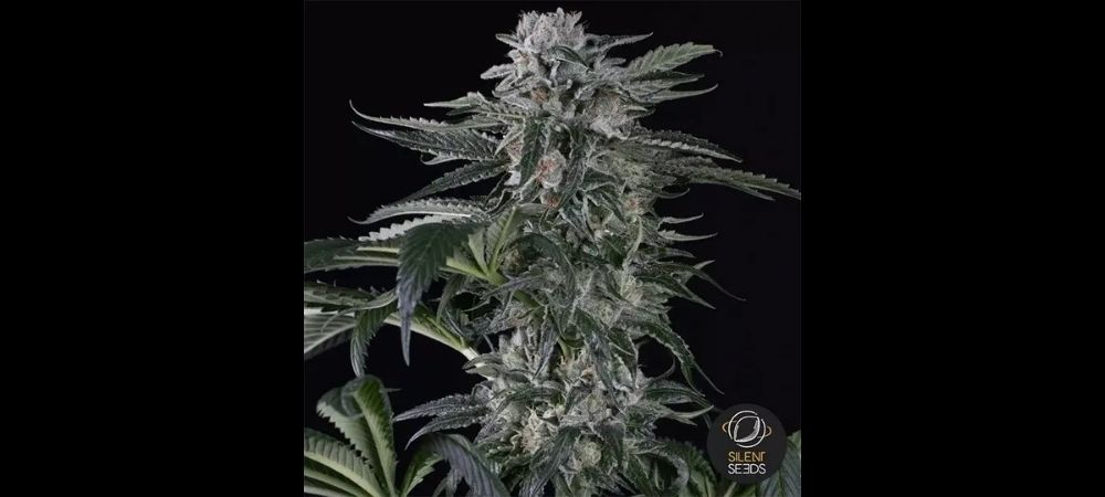 Moby Dick Auto