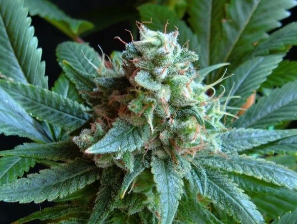 Cruces con genéticas Cream Caramel®