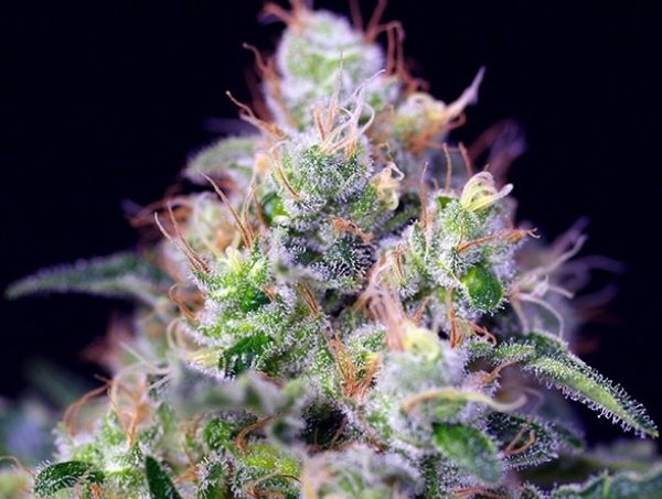 Cream Caramel® efectos y olores