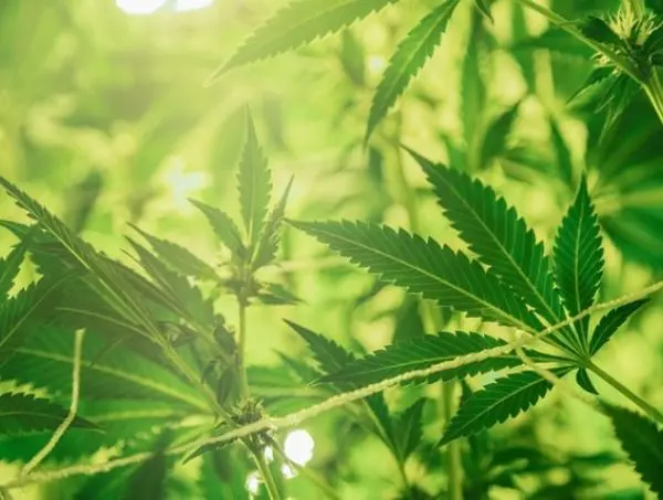 Plantas sujetas con cuerdas Wann sollte Super Cropping angewendet werden?