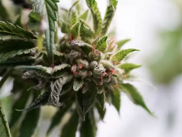 Flor marihuana Super cropping
