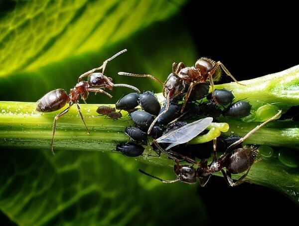 El pulgon atrae hormigas