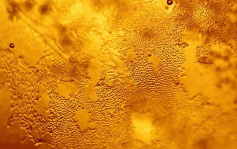 Noticias Cannábicas