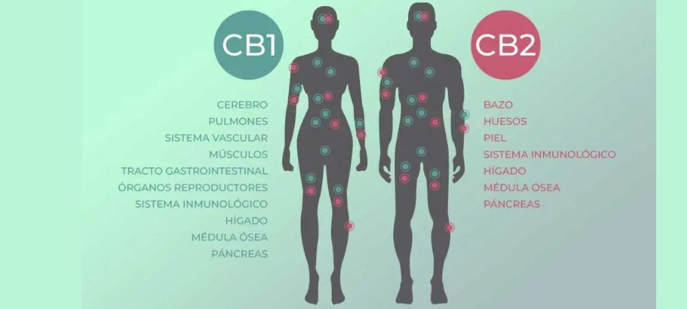 Beneficios cannabinoides