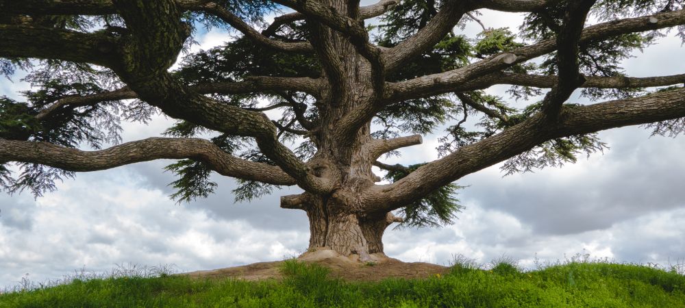 Careno dónde se encuentra