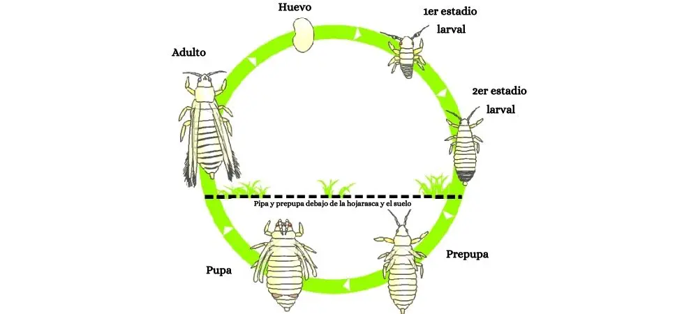 Ciclo vital de los tirps en la marihuana